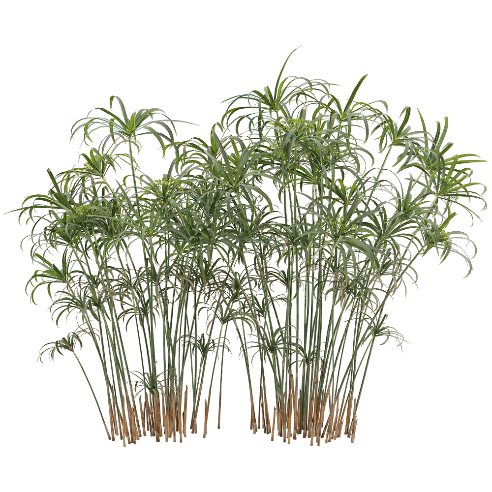 decoration - Cyperus alternifolius 4 3D Model