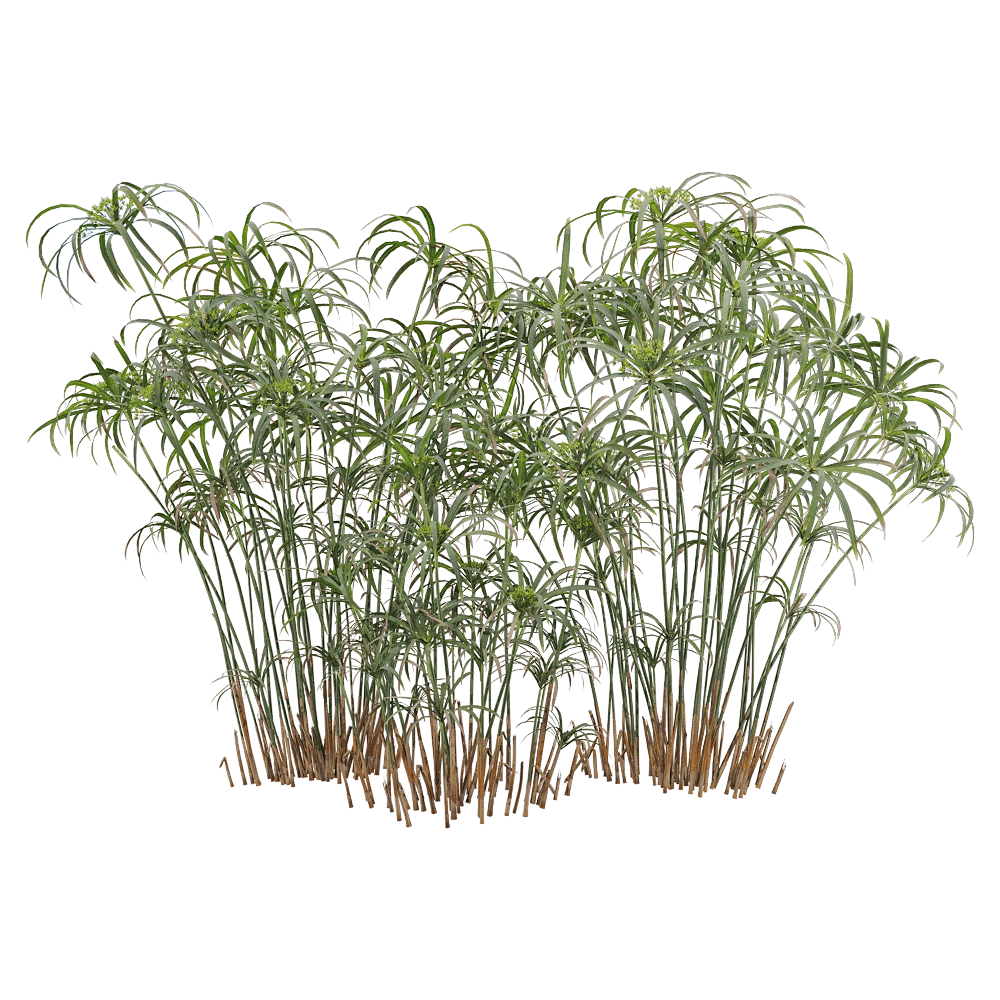 decoration - Cyperus alternifolius 5 3D Model