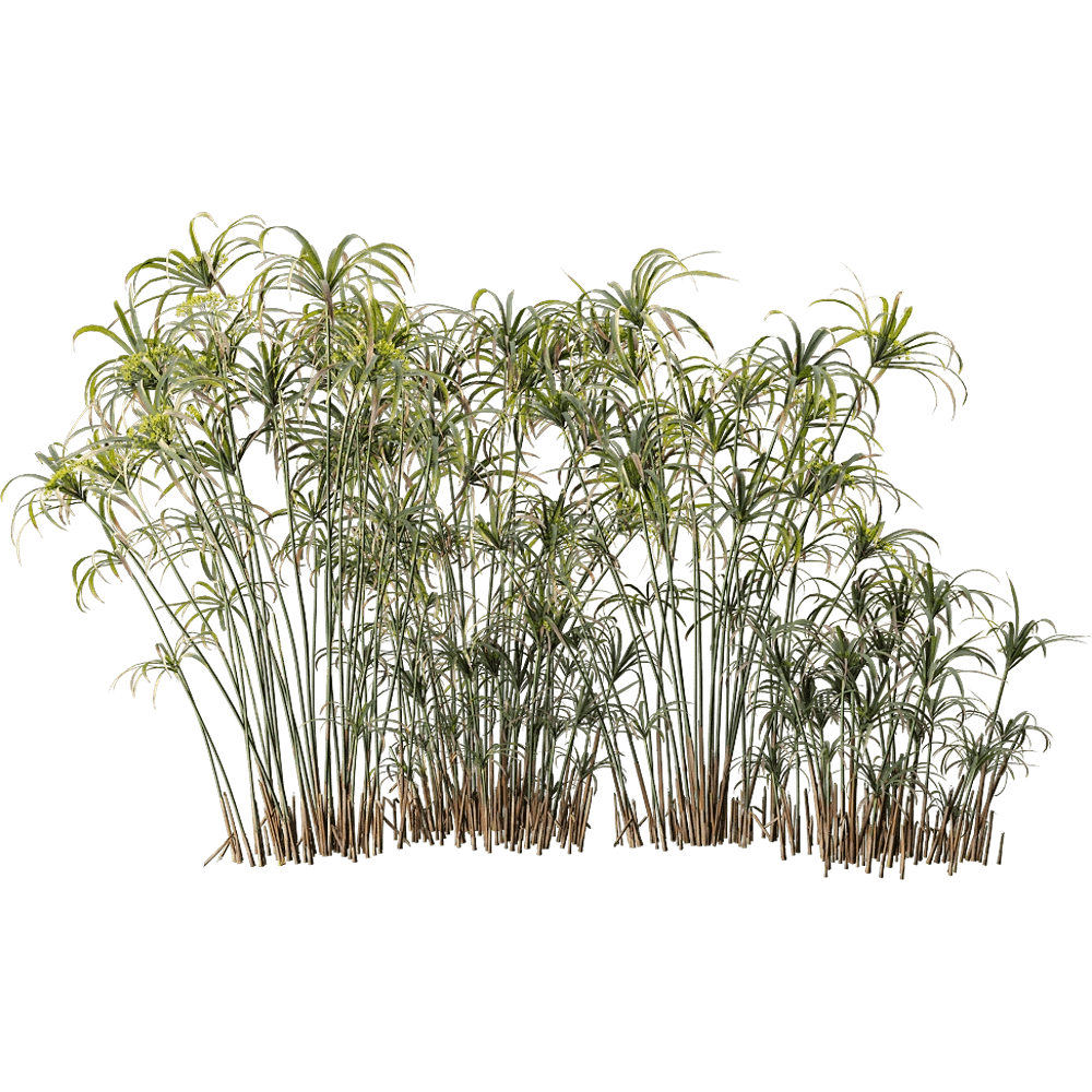 decoration - Cyperus Alternifolius 6 3D Model