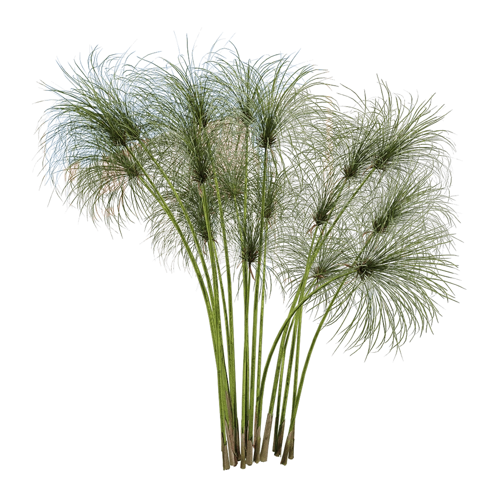 decoration - Cyperus papyrus 1 3D Model