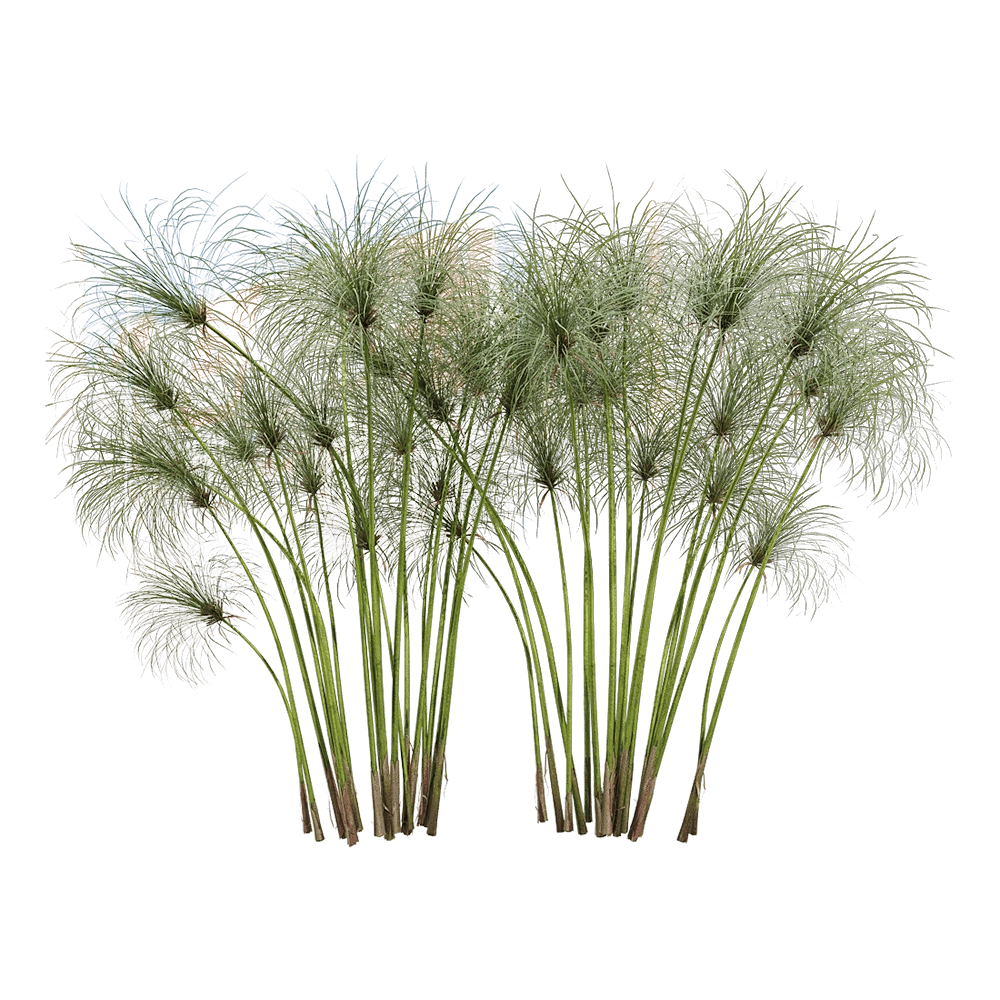 decoration - Cyperus papyrus 2 3D Model