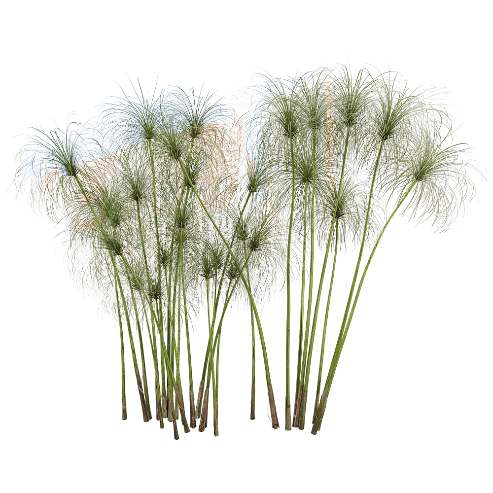 decoration - Cyperus papyrus 3 3D Model