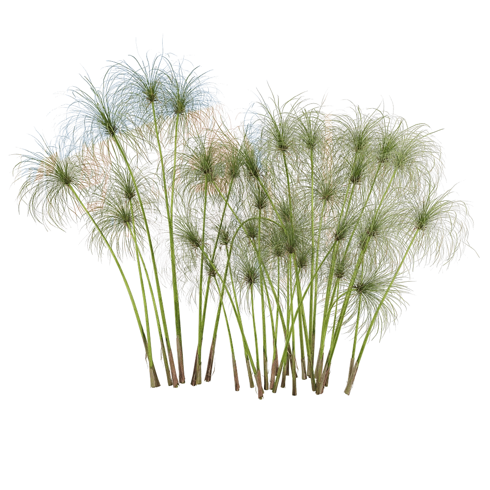 decoration - Cyperus papyrus 4 3D Model
