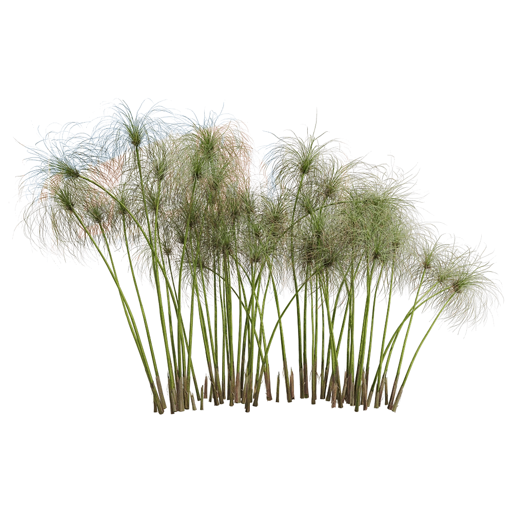 decoration - Cyperus papyrus 5 3D Model