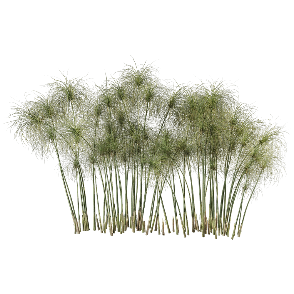 decoration - Cyperus Papyrus 6 3D Model