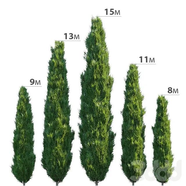 decoration - Cypress 3D Model