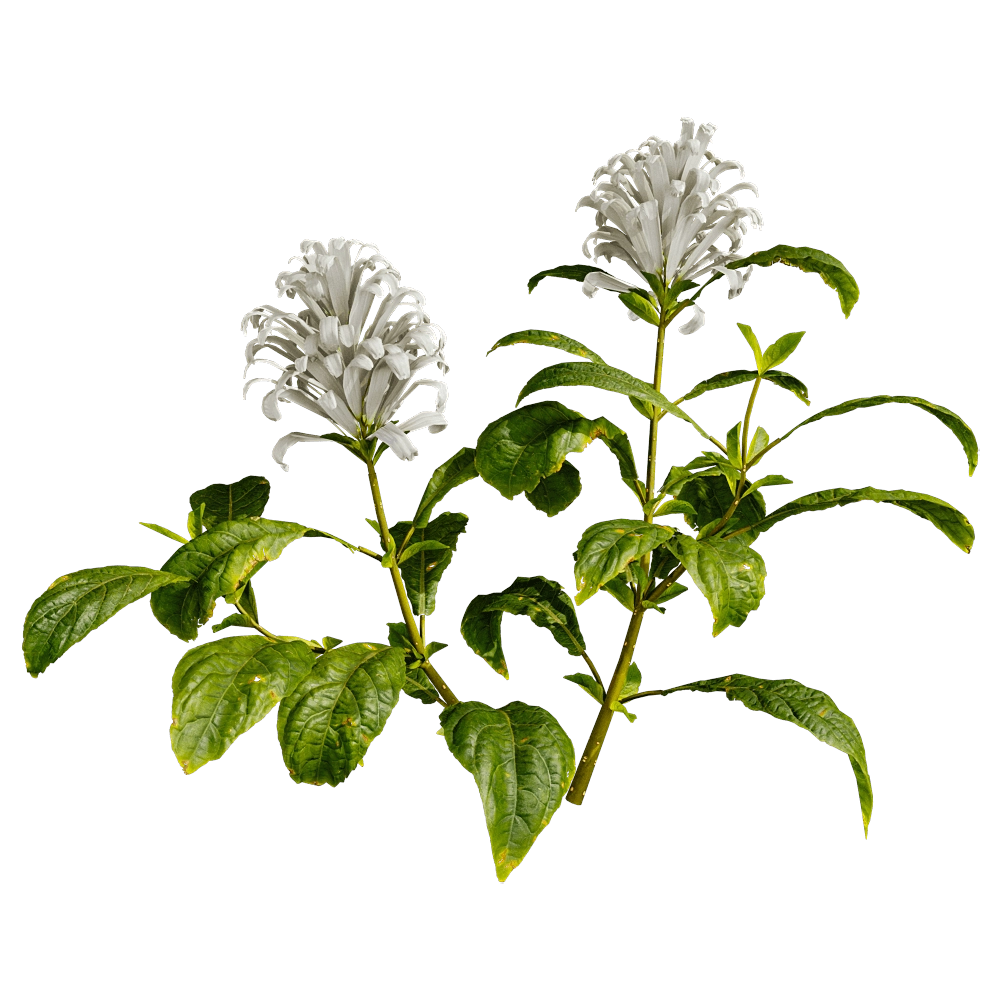 decoration - Cyrtanthera Carnea 01 01 3D Model