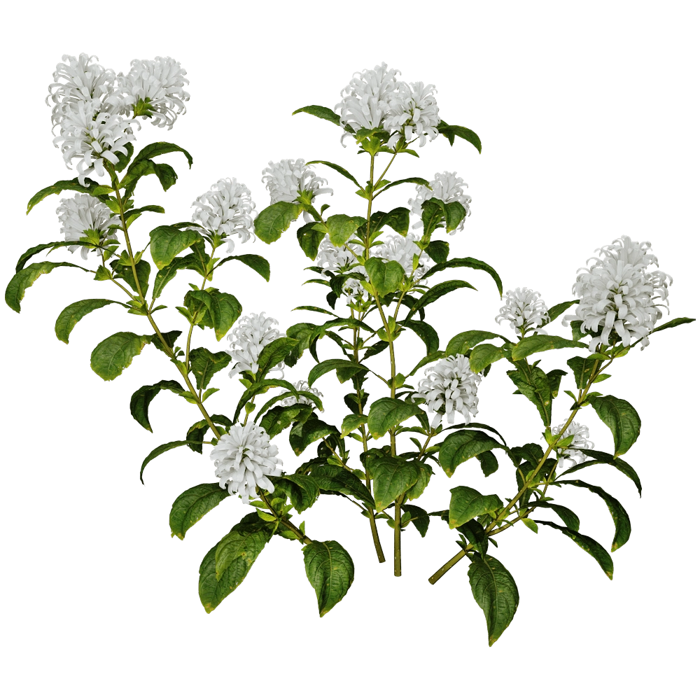 decoration - Cyrtanthera Carnea 01 02 3D Model