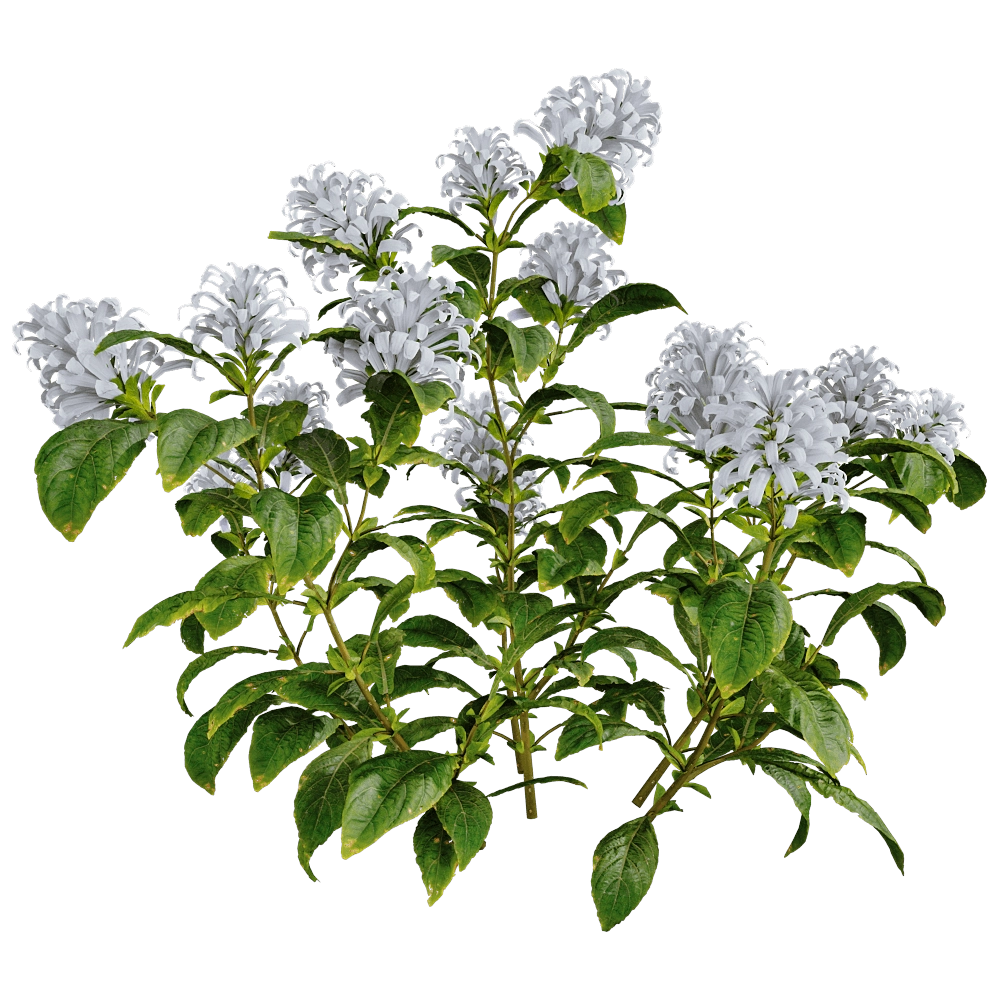 decoration - Cyrtanthera Carnea 01 03 3D Model