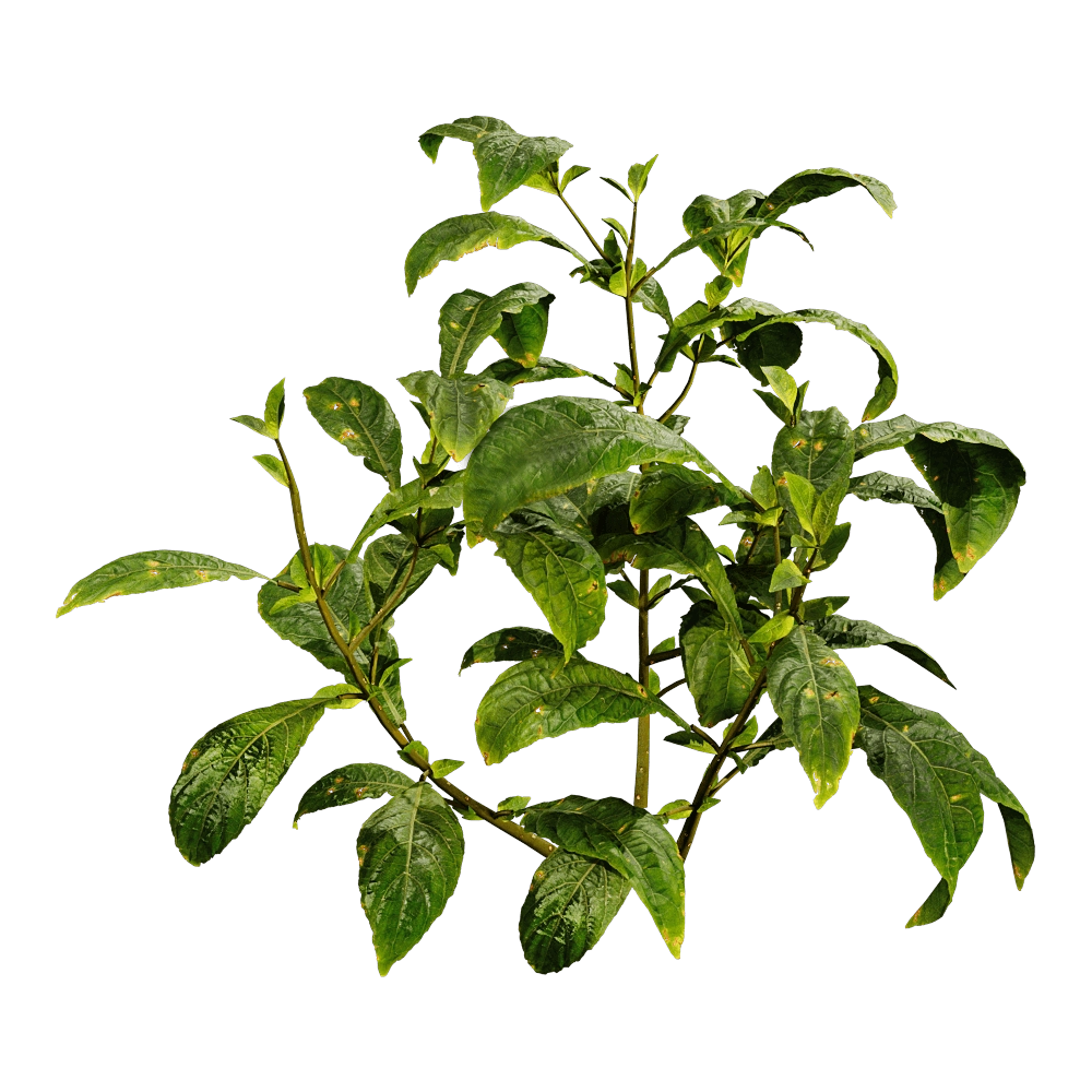 decoration - Cyrtanthera Carnea 01 04 3D Model