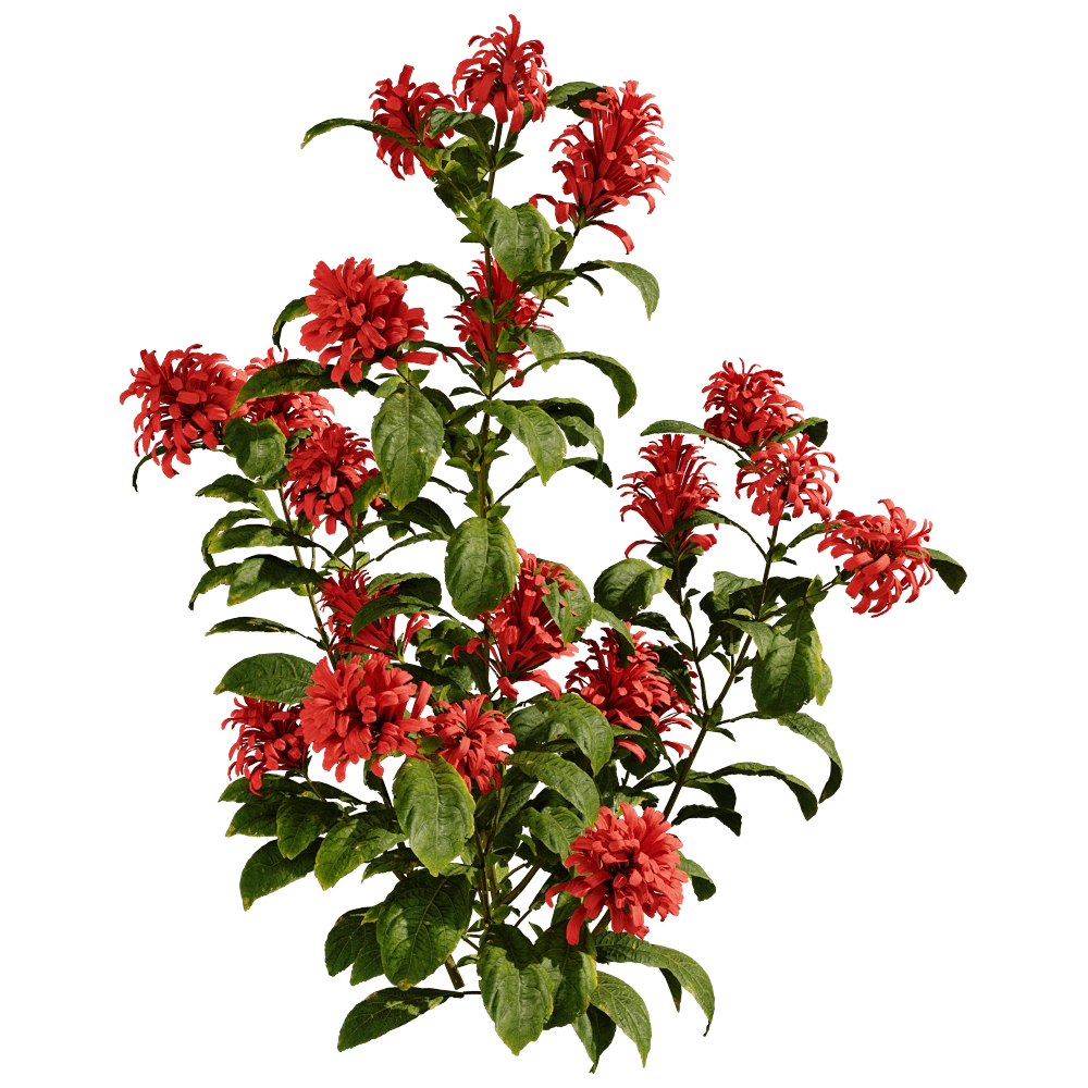 decoration - Cyrtanthera Carnea 01 05 3D Model