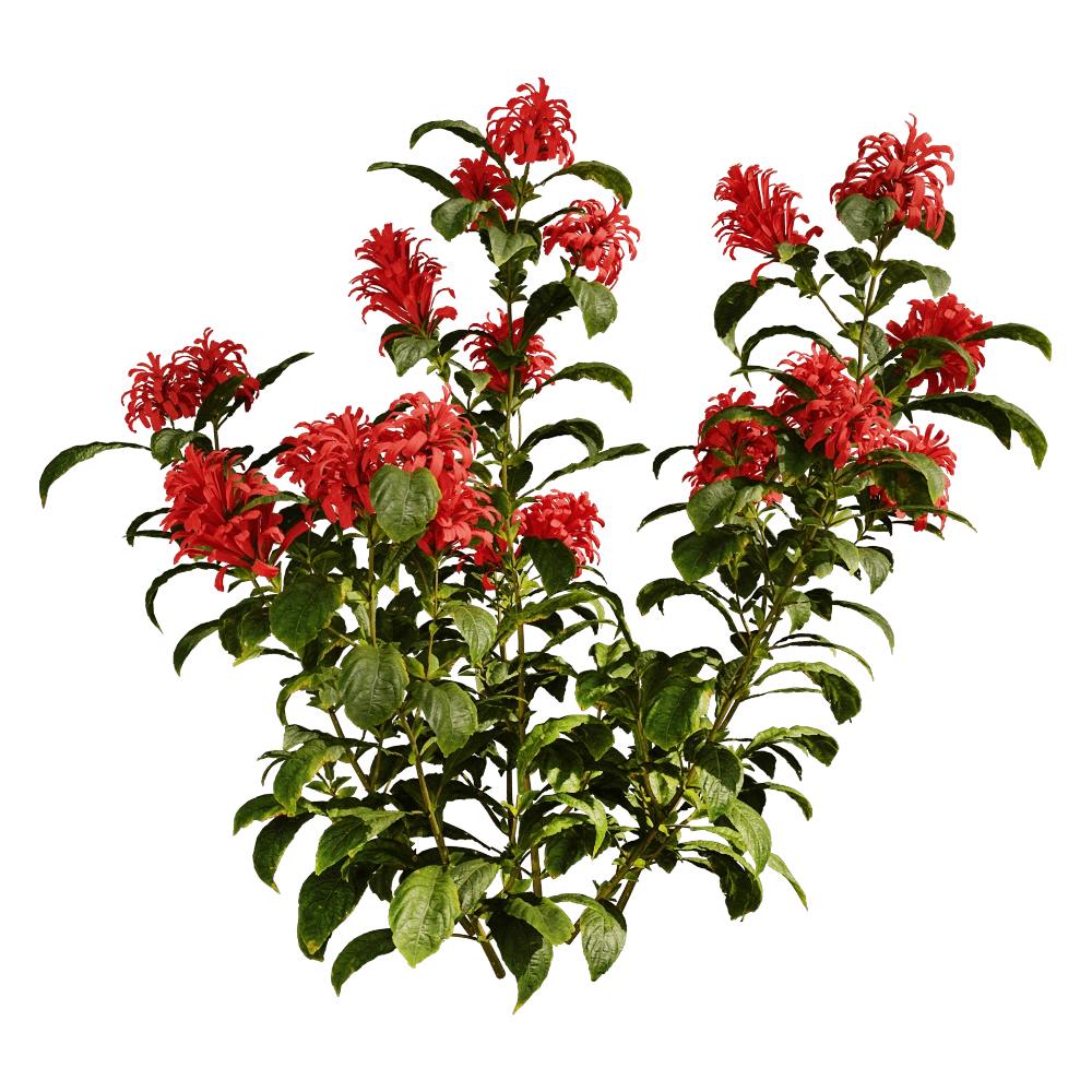decoration - Cyrtanthera Carnea 01 06 3D Model