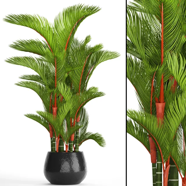 decoration - Cyrtostachys renda 3D Model