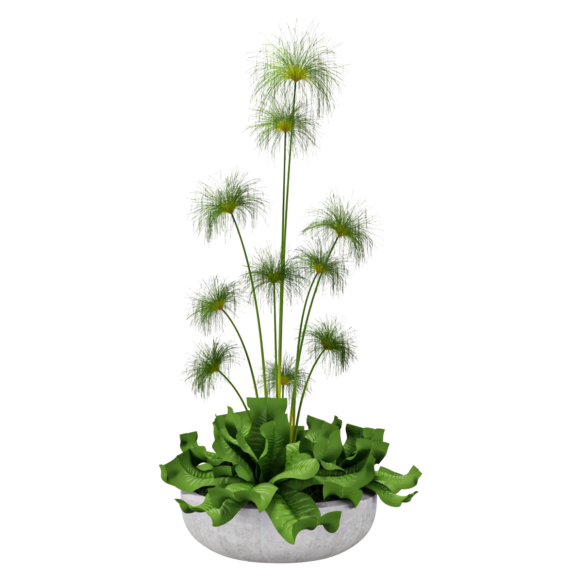 decoration - Decorative plant 02 3D Model