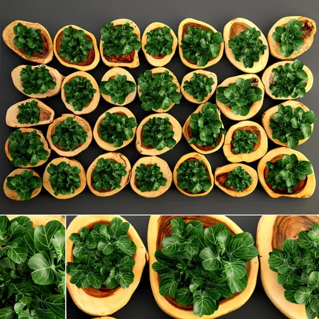 decoration - Decorative Plants 002 3D Model