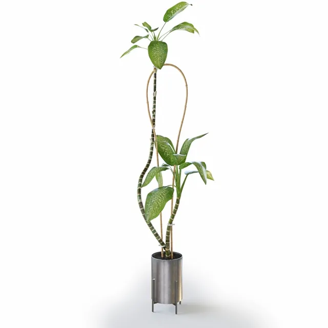 decoration - Dieffenbachia Green 3D Model