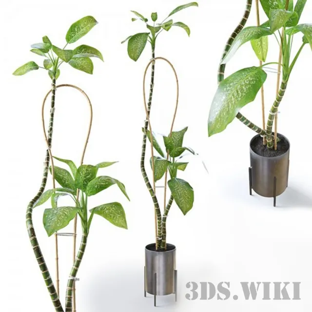decoration - Dieffenbachia plant 3D Model