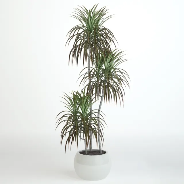decoration - Dracaena 3D Model