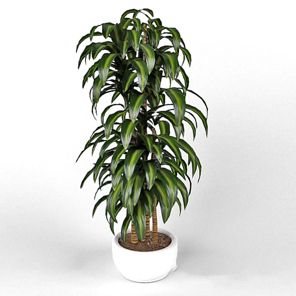 decoration - Dracaena Hawaiian Sunshine 3D Model