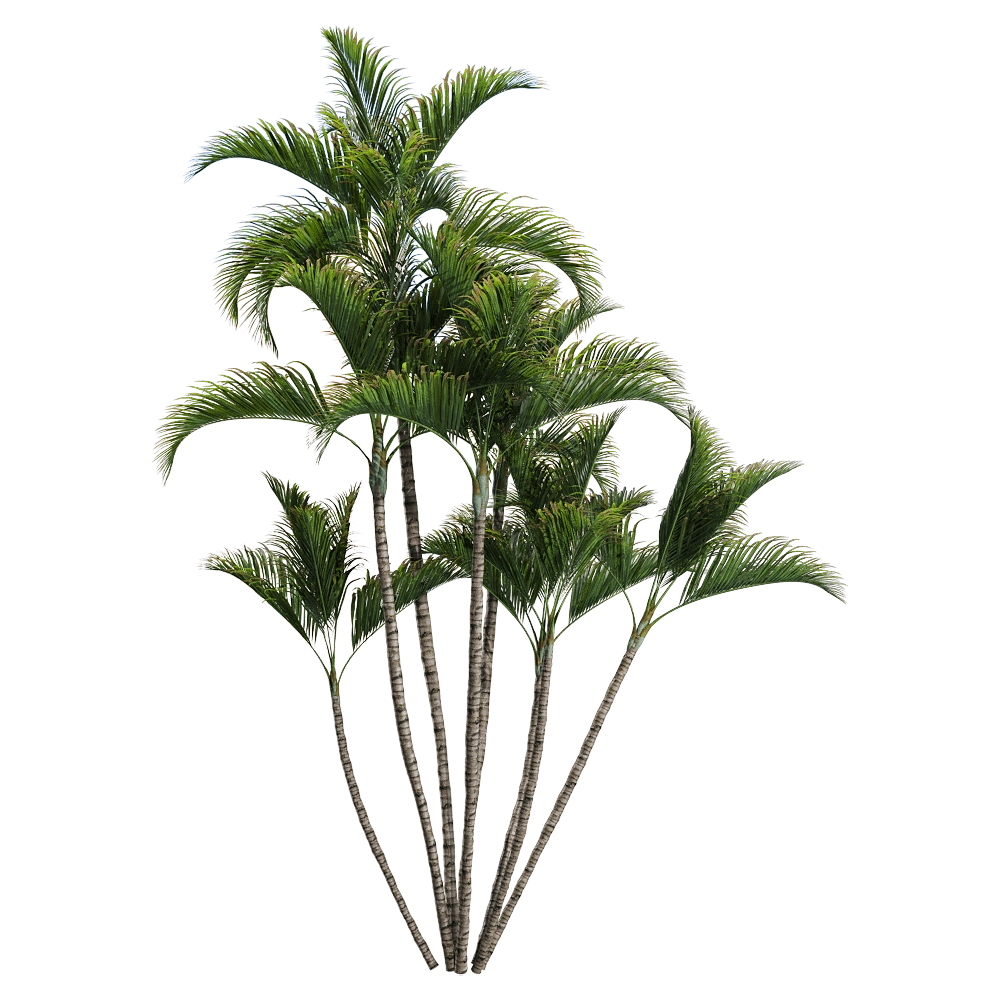 decoration - Dypsis lutescens 1 3D Model