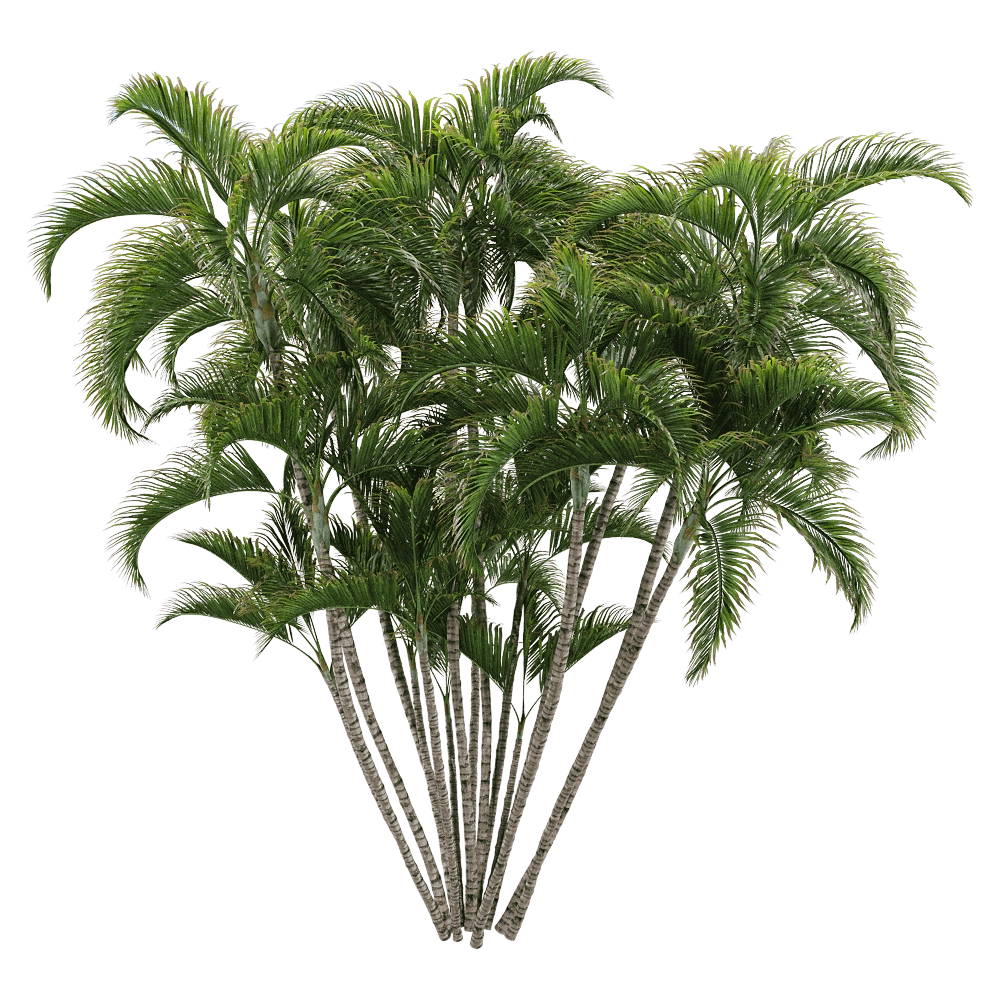 decoration - Dypsis lutescens 2 3D Model