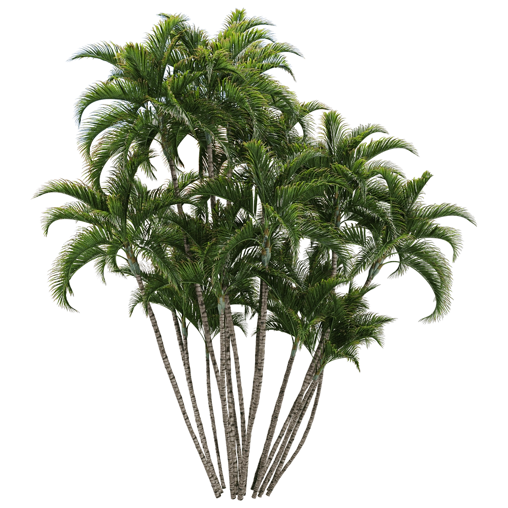 decoration - Dypsis lutescens 3 3D Model