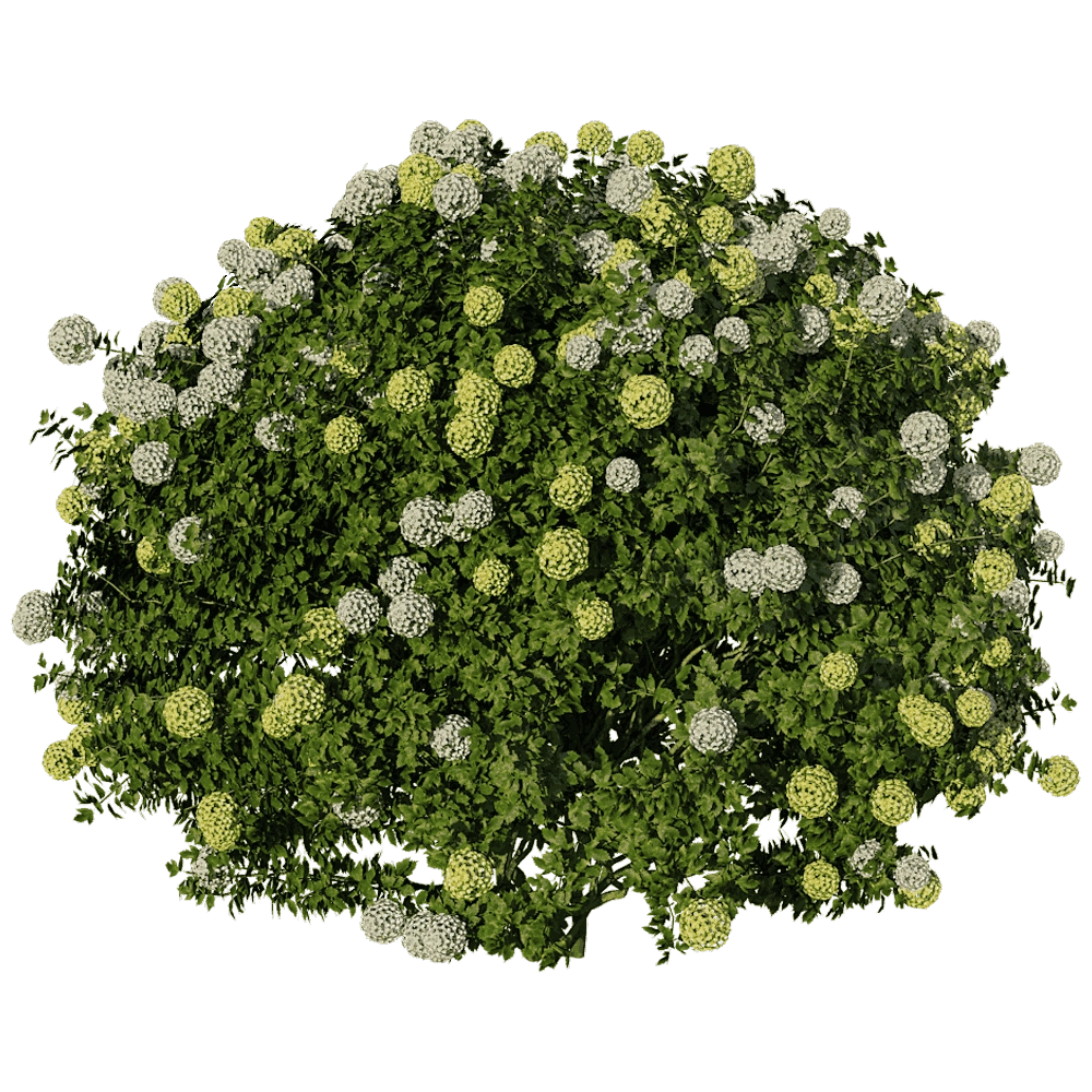 decoration - Edgeworthia Chrysantha Paperbush Viburnum 3D Model