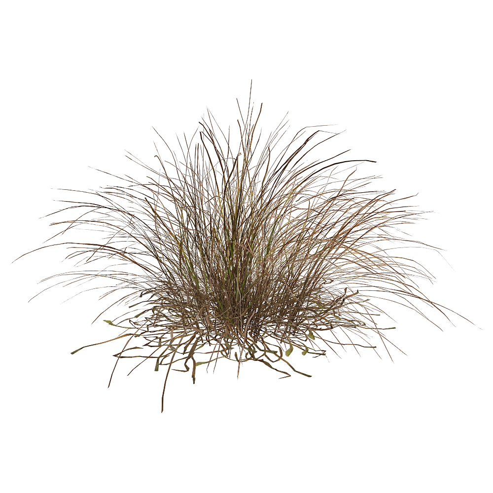 decoration - Eragrostis Curvula 01 01 3D Model