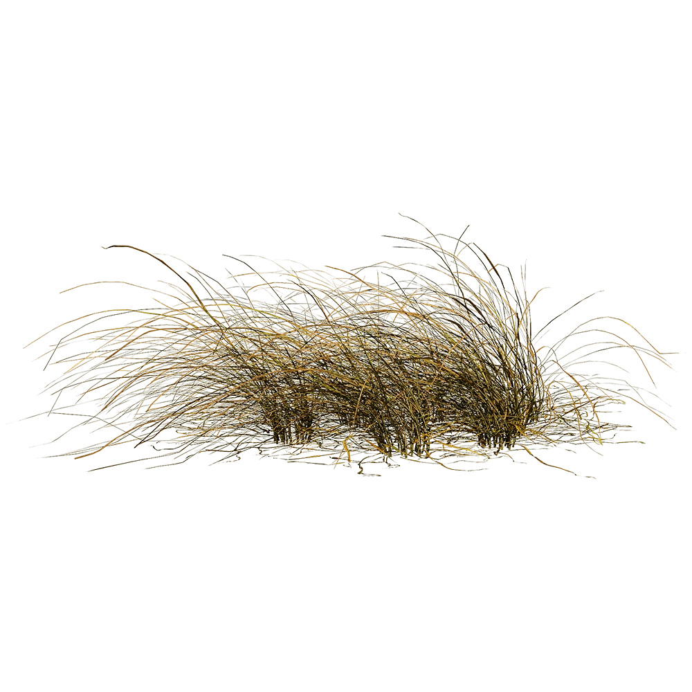 decoration - Eragrostis Curvula 01 02 3D Model