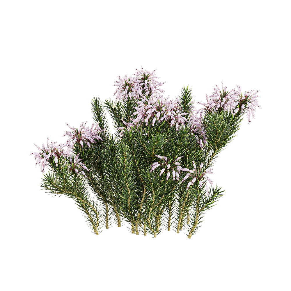 decoration - Erica multiflora 1 3D Model
