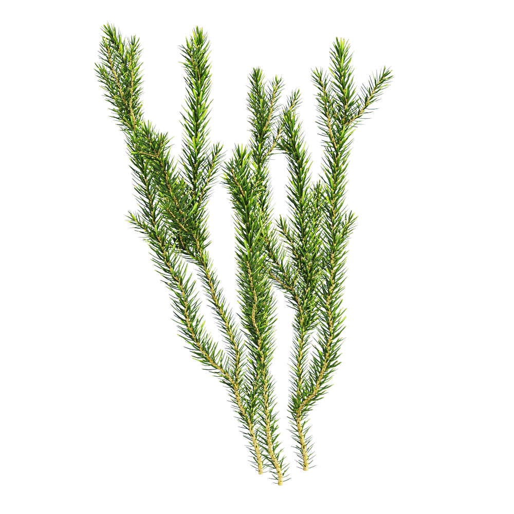 decoration - Erica multiflora 2 3D Model