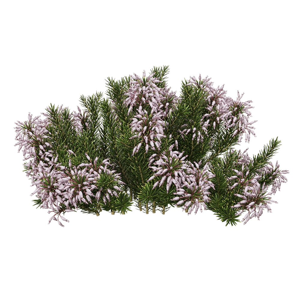 decoration - Erica multiflora 3 3D Model