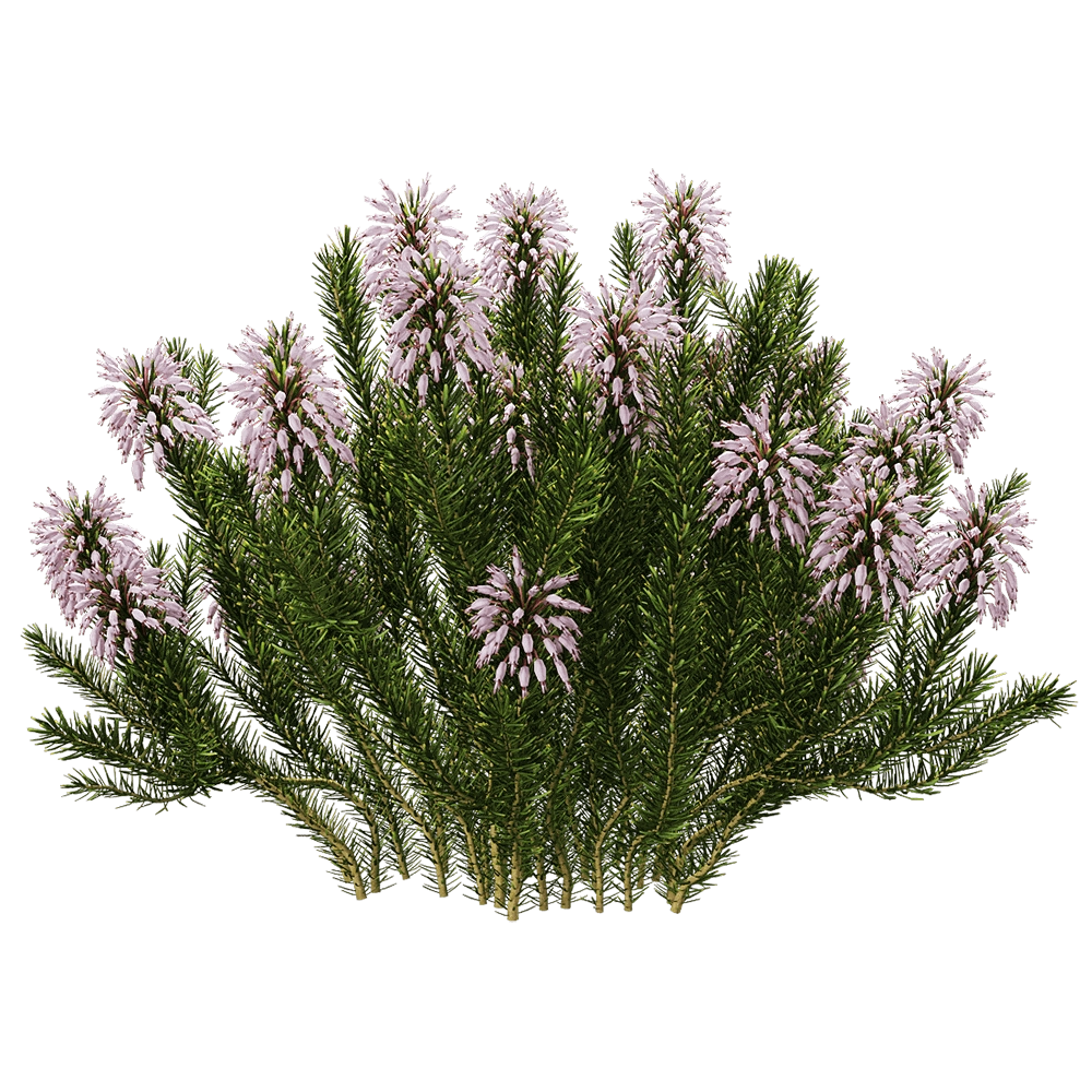 decoration - Erica multiflora 4 3D Model