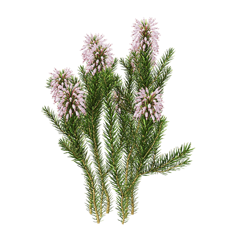 decoration - Erica multiflora 5 3D Model