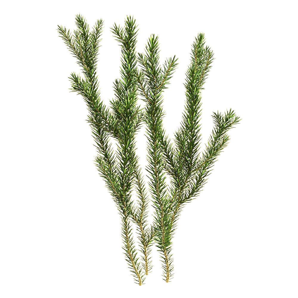 decoration - Erica multiflora 6 3D Model