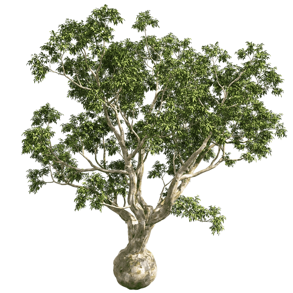 decoration - Eucalyptus Camaldulensis 01 01 3D Model