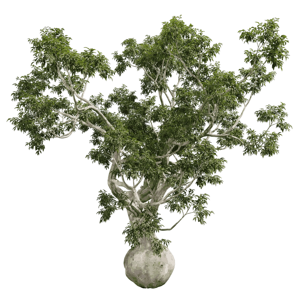 decoration - Eucalyptus camaldulensis 01 02 3D Model