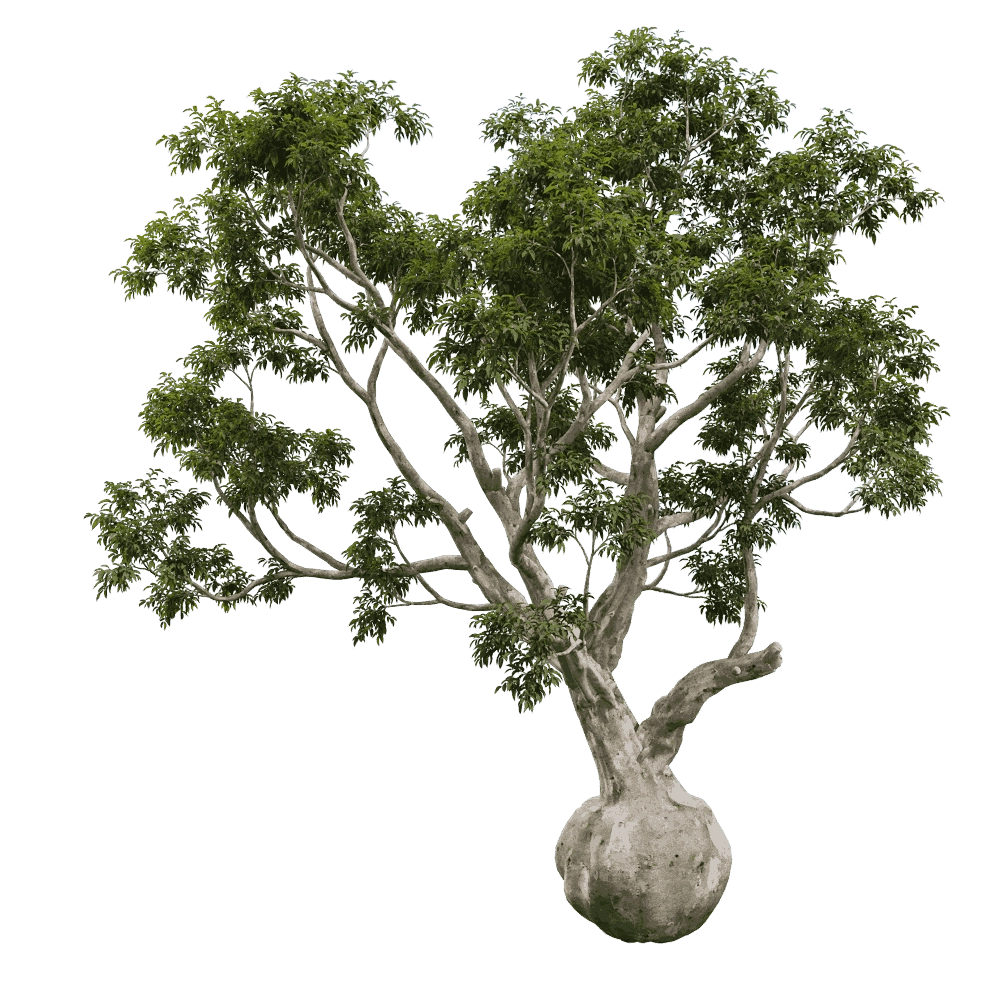 decoration - Eucalyptus camaldulensis 01 03 3D Model