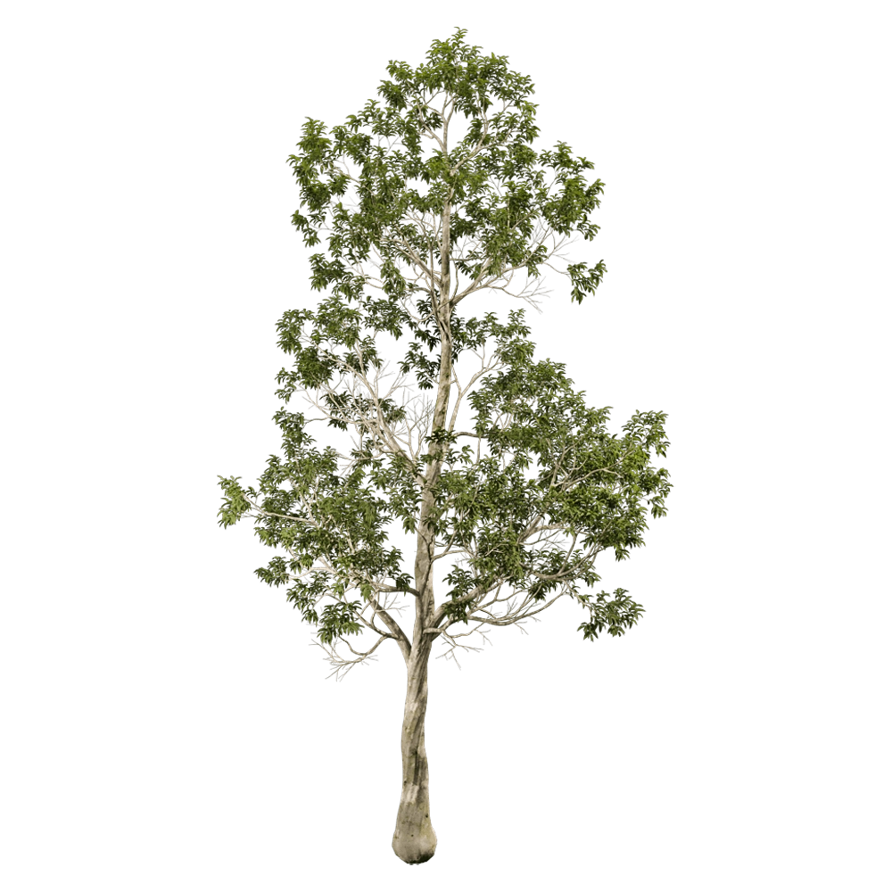decoration - Eucalyptus camaldulensis 01 04 3D Model