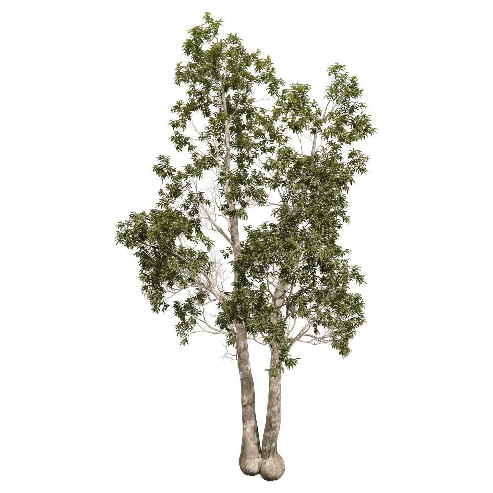 decoration - Eucalyptus camaldulensis 01 06 3D Model