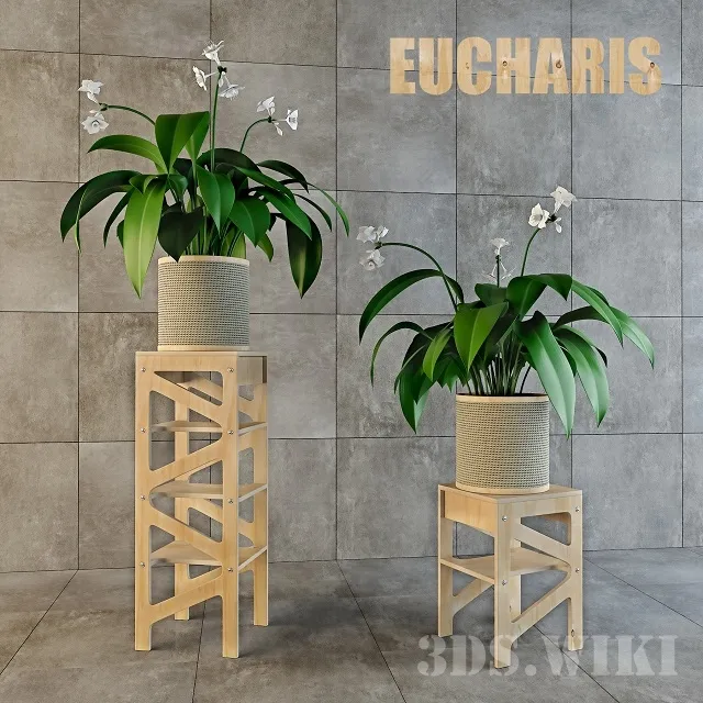decoration - Eucharis Flowers in Beautiful Vases 3D Model