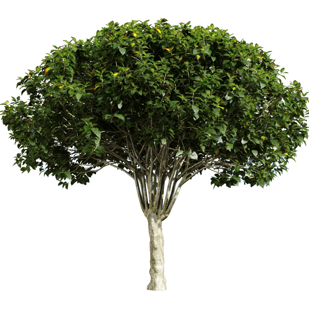 decoration - Euonymus europaeus 1 3D Model
