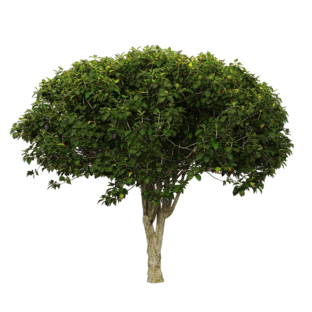 decoration - Euonymus europaeus 2 3D Model