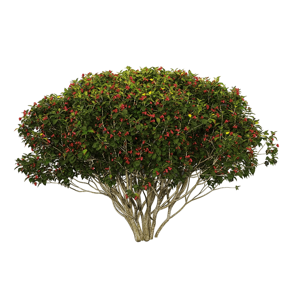 decoration - Euonymus europaeus 4 3D Model