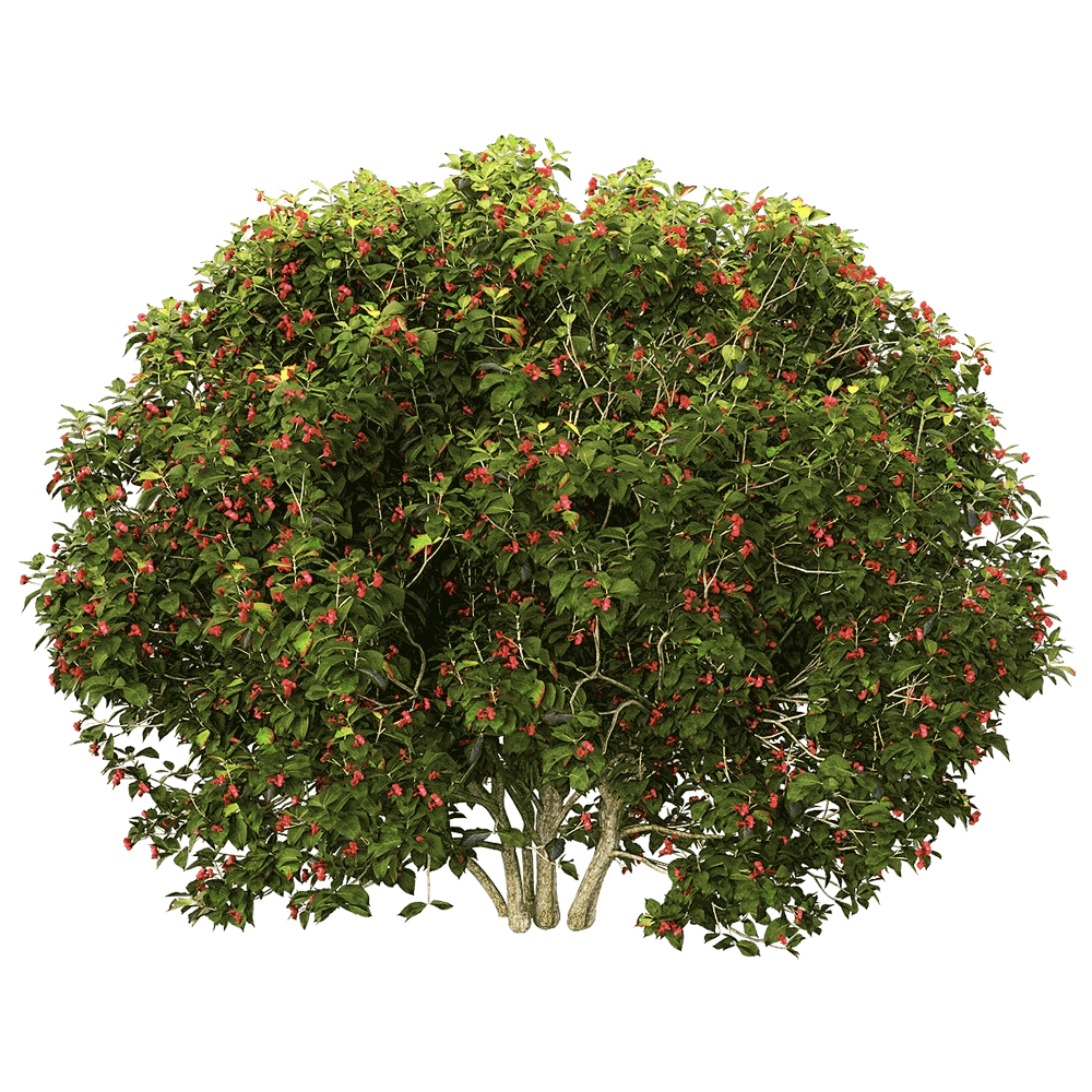 decoration - Euonymus europaeus 5 3D Model