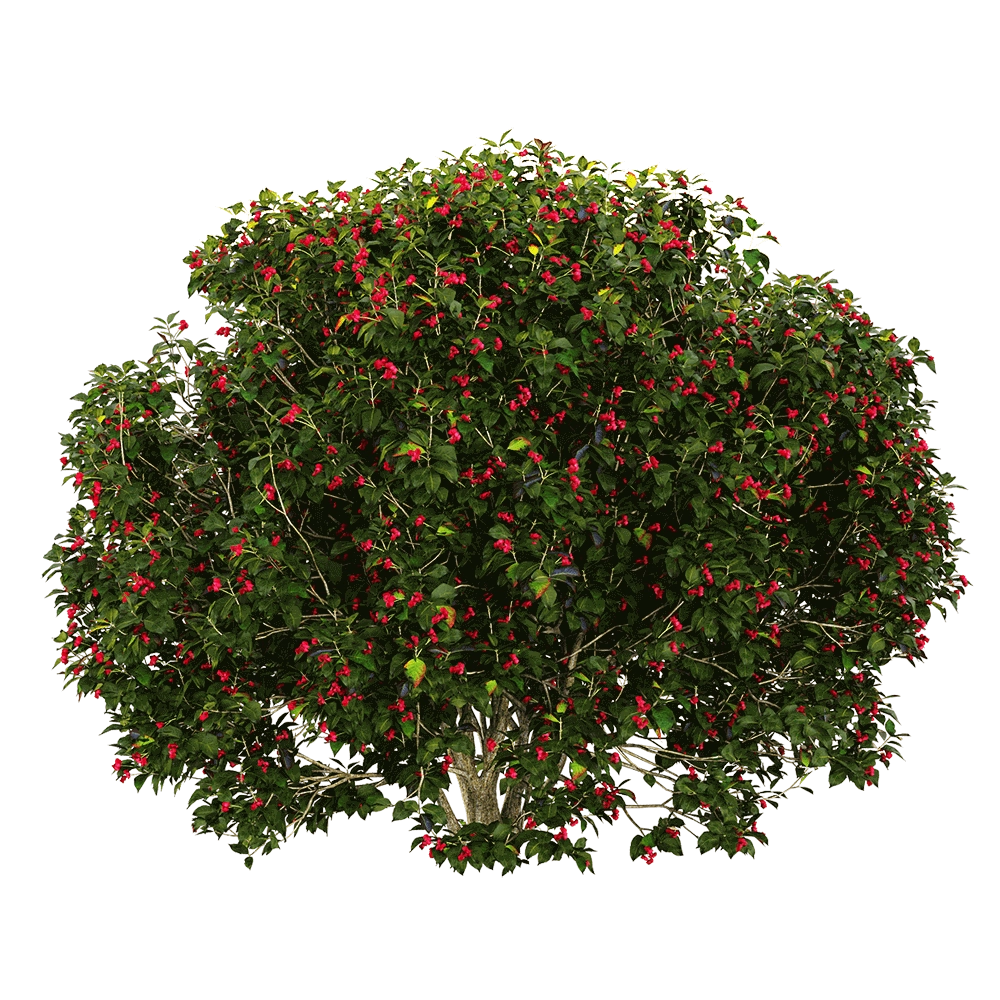 decoration - Euonymus europaeus 6 3D Model