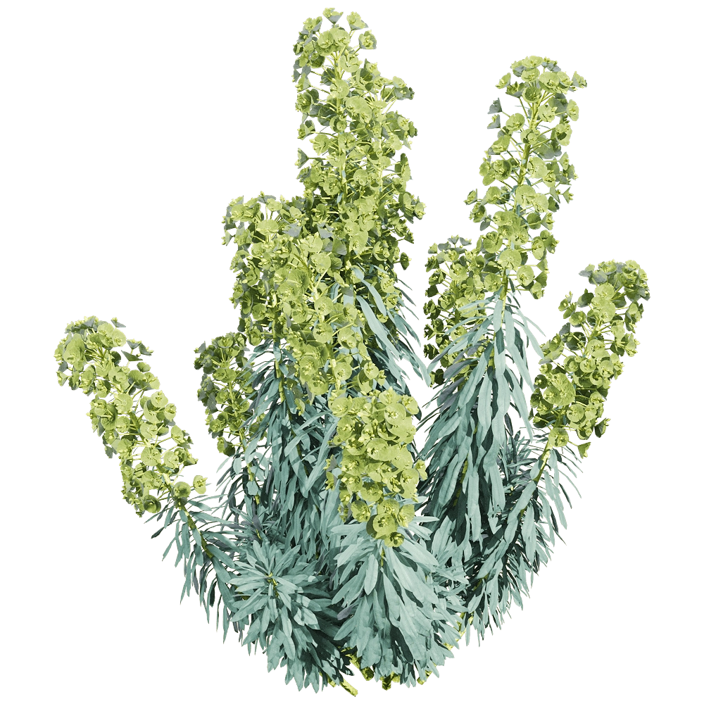 decoration - Euphorbia characias 1 3D Model
