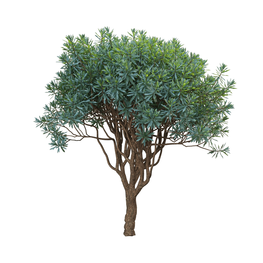 decoration - Euphorbia dentroides 1 3D Model
