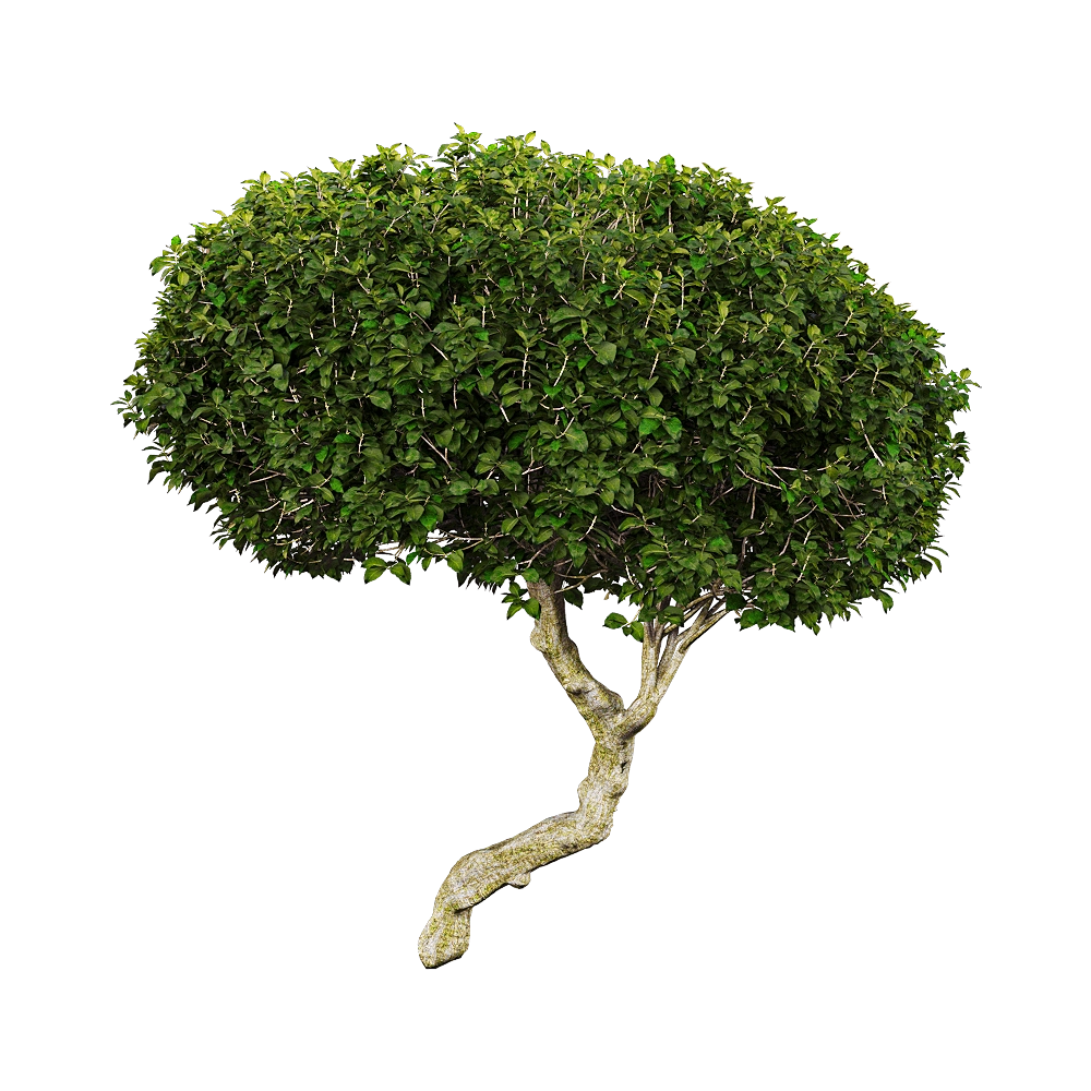 decoration - Euphorbia dentroides 1 3D Model