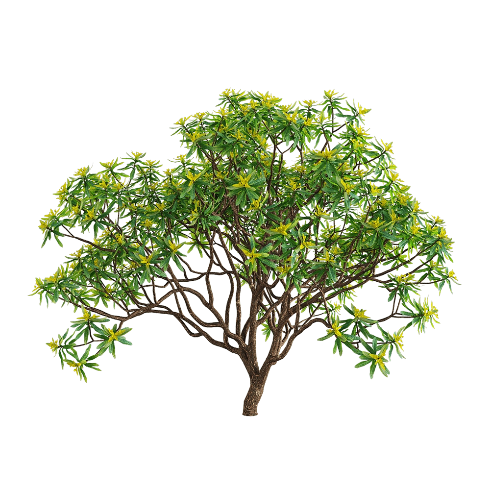 decoration - Euphorbia dentroides  3 3D Model